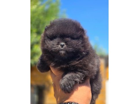 Mükemmel kalite siyah pomeranian yavru