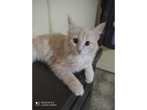 Çok güzel bir kedi cana yakın ve sevimli