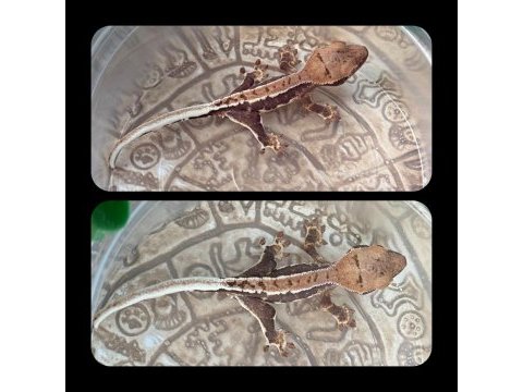 Crested gecko yavrular