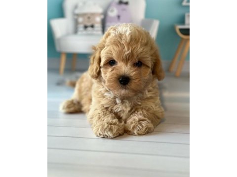 F2 maltipoo yavruları