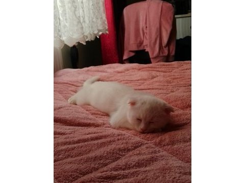Scottish fold erkek kedimiz