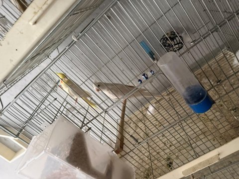 Albino lutino sultan papağanı takımı