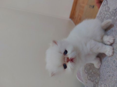 Biblo gibi güzellikte olan baby face iran yavrularım
