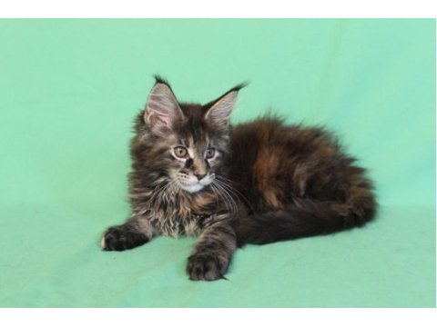 Maine coon black tabby dişi