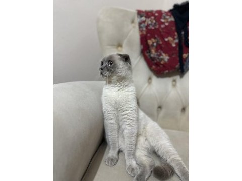 Scottish fold