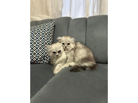 Scottish fold ve british kardeşler