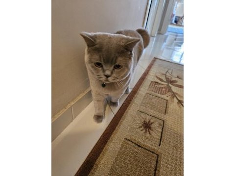 British shorthair (aşıları tam)