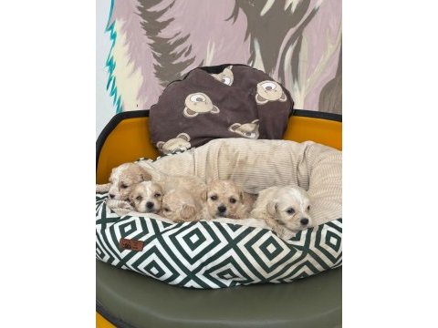 Maltipoo bebeklerimiz