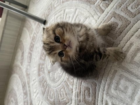 Scottish fold kediler 45 günlük