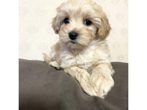 Bugün ve yarına özel maltipoo
