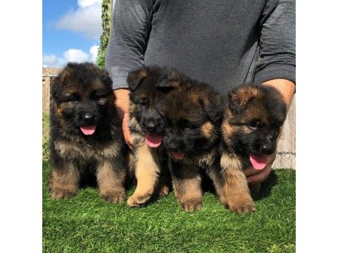 Alman çoban köpeği yavruları
