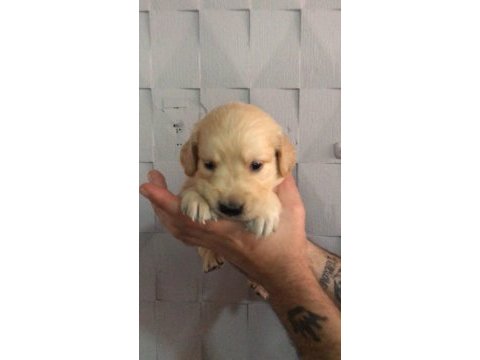 Ciftlikten golden retreiwer yavrular