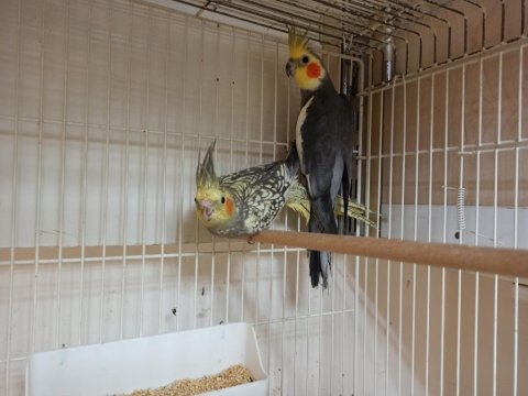 Hazır eş 3 takım sultan papağanı