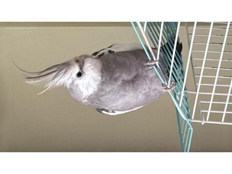 9 aylık wf sultan papaganı