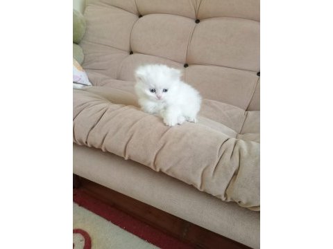 Scottish fold kedimizi sahiplendirme
