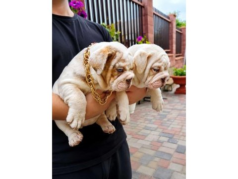 Renkli bulldog çocuklar