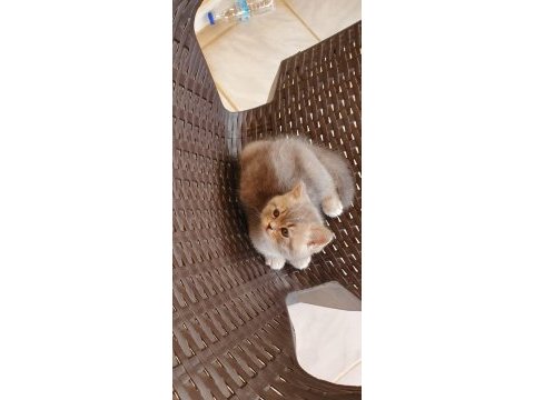 Ev ortamında büyüyen british longhair
