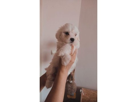 Yavru maltese terrier