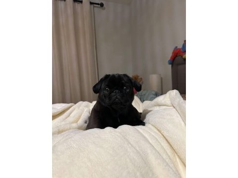 Kapkara pug bebekler