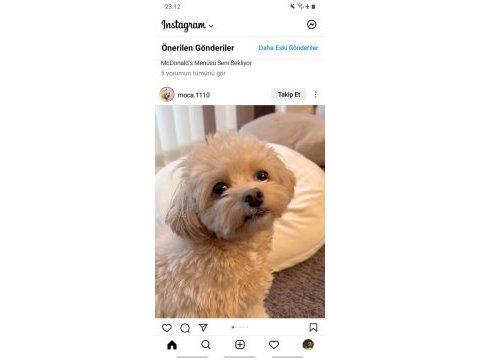 2,5 aylık maltipoo terrier