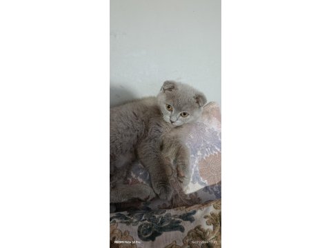 Scottish fold dişi 4 aylık