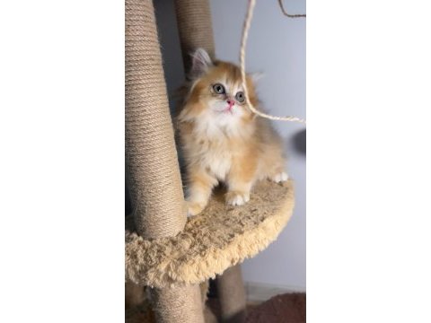 Blh ny british longhair bebekler