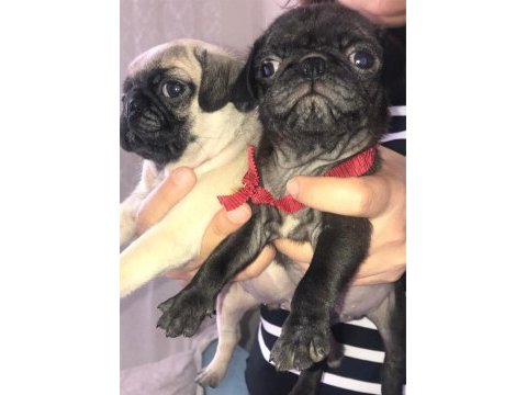 Pug bebişler