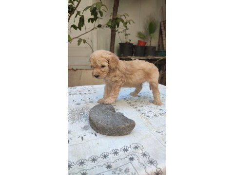 Renk renk minyatür poodle yavrular