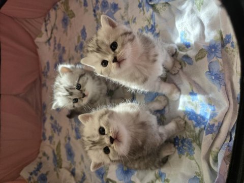 Panda kafa bebişlerim