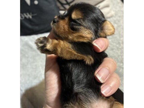 Saf kan a kalite türkiyede böylesi yok yorkshire terrier