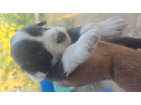 Safkan saĝlıklı border collie bebekler