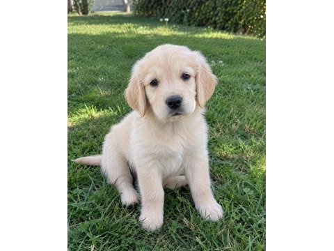 Pamuk gibi golden retriever yavrular
