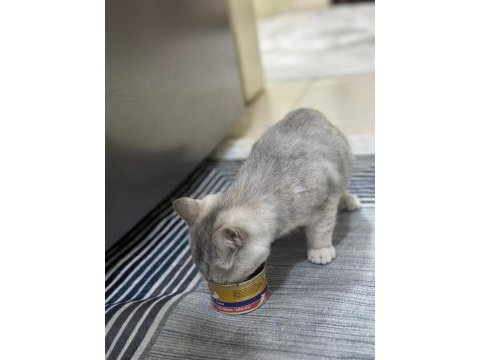 Sevimli british shorthair yavru sakız