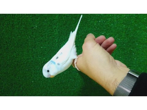 Erkek bebek muhabbet kuşu yeni yeme düştü