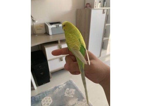 Eş çek muhabbet erkek konuşuyor