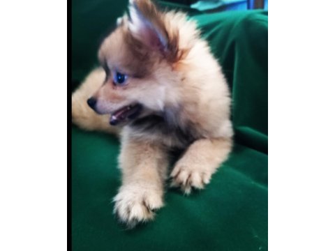 65 günlük erkek pomeranian spitz minyatür