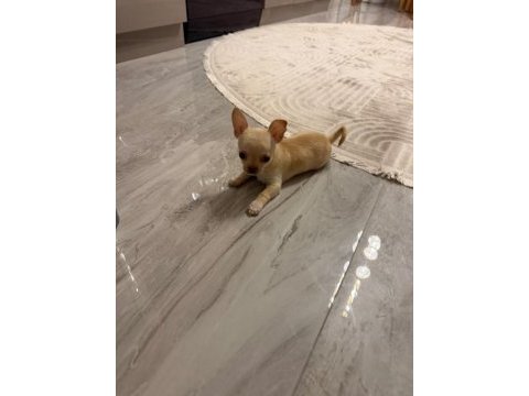 Orijinal elma kafa chihuahua