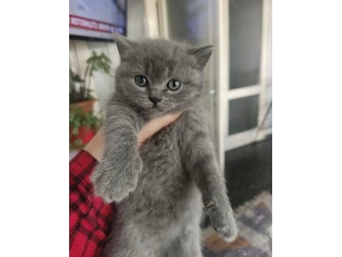 British yavrular sağlık ırk garantilidir