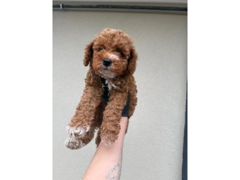 Toypoodle dişi erkek bebekler