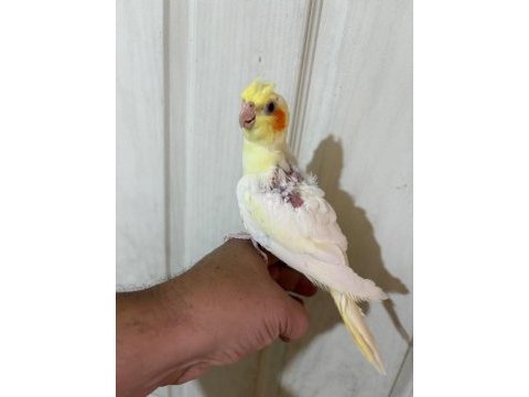 51 günlük lutino sultan bebek