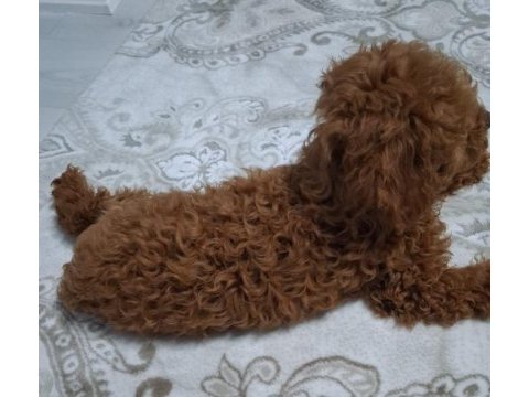 Poodle yavrumuza aile arıyoruz