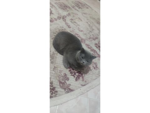 British shorthair aslan kafa olarak geçer