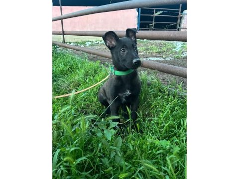 A kalite arayana full aşılı erkek malinois yavru