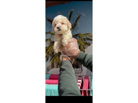 F1 maltipoo minyatür
