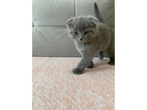 British shorthair dişi erkek yavrularım