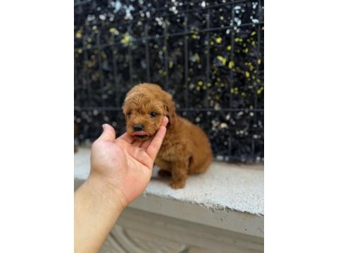 Red brown poodle yavrumu yeni yuvasına hazır