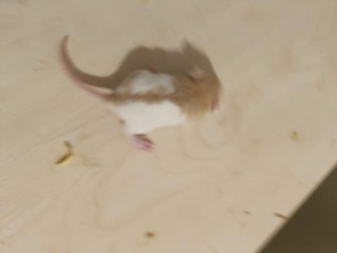 Rat yavruları