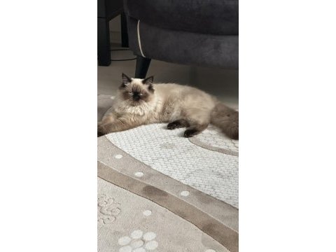 Baba iran anne himalayan cinsi dişi kedimiz