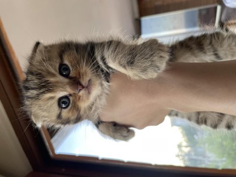 Scottish fold kediler 45 günlük