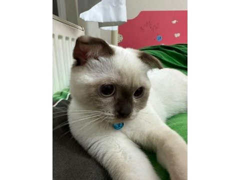 Ücretli scottish fold 5 aylık
